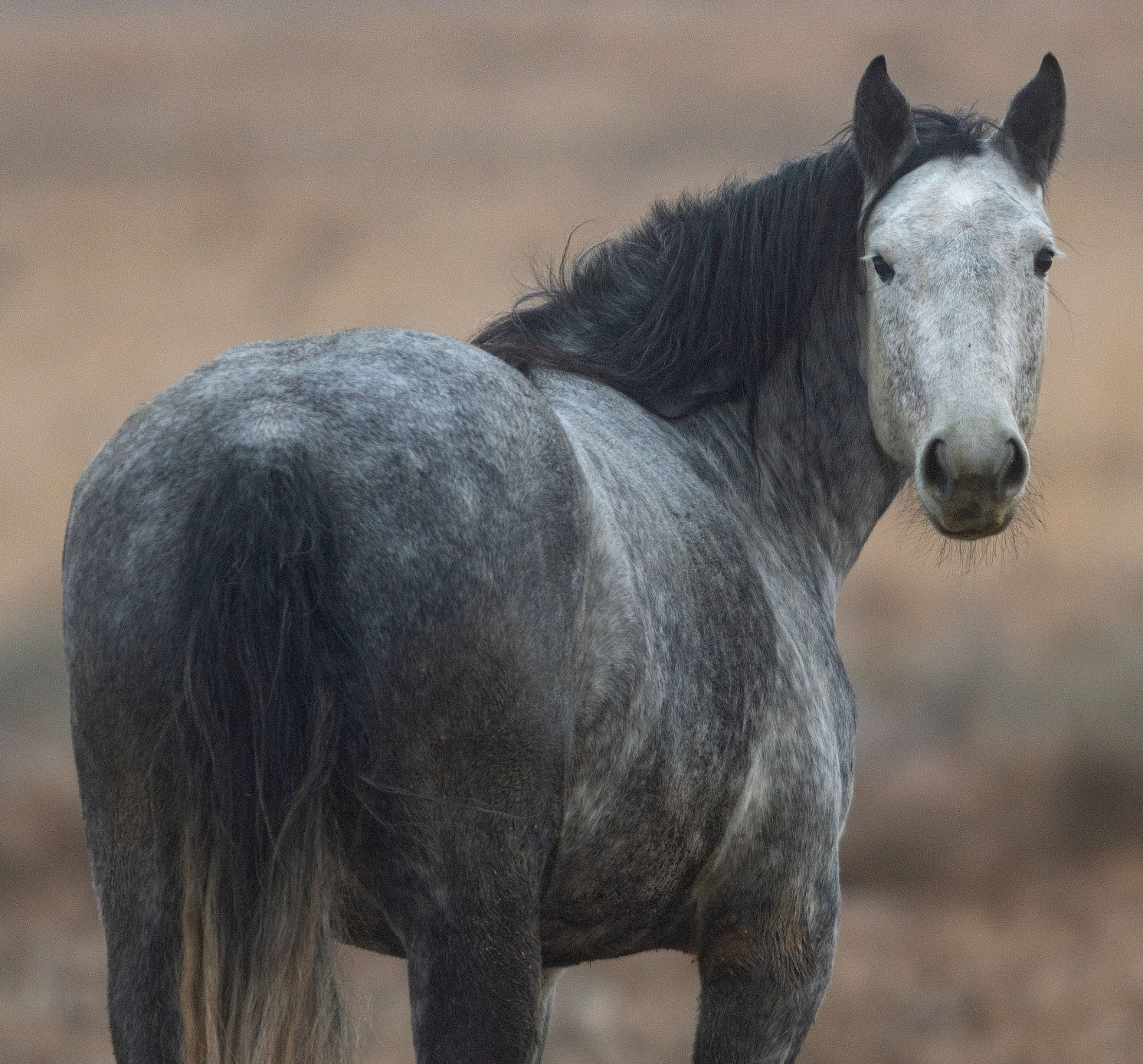 BLM releases 11 horses back into the wild